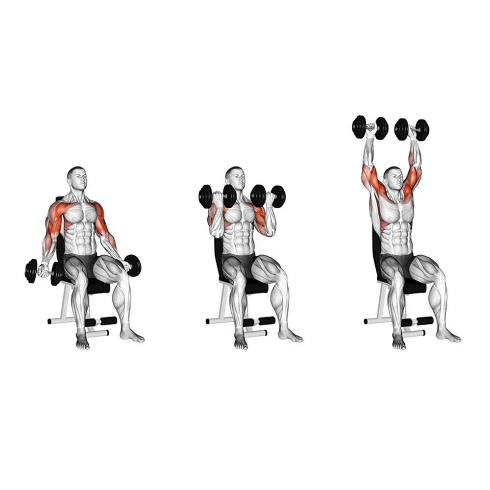 Seated Dumbbell Press