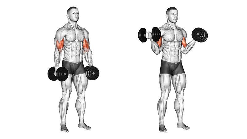 Inner-Biceps Curl (Circuit Training Set)