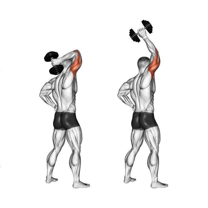 Overhead Dumbbell Triceps Extension (Circuit Training Set)